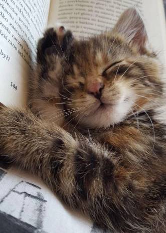 potret kucing ngantuk dan ketiduran saat baca (reddit.com/Emilysmithok)