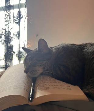 potret kucing ngantuk dan ketiduran saat baca (reddit.com/veyondalolo)