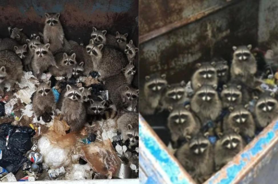 9 Potret Kocak Rakun Terciduk Bergerombol, Ada yang Panik Semua