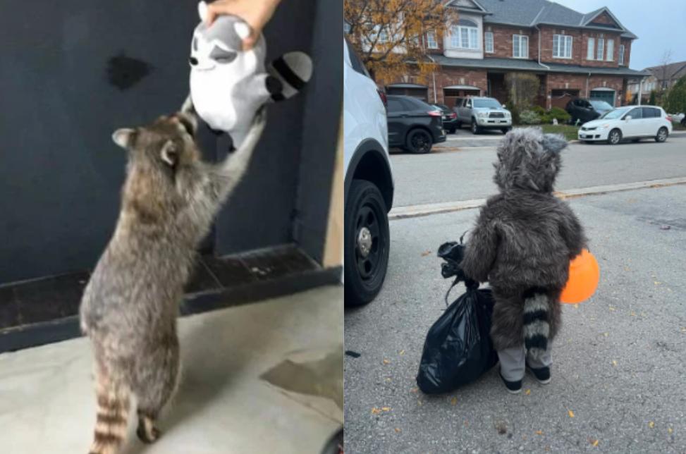 9 Potret Lucu Pernak-pernik Bertema Rakun, dari Boneka sampai Kostum