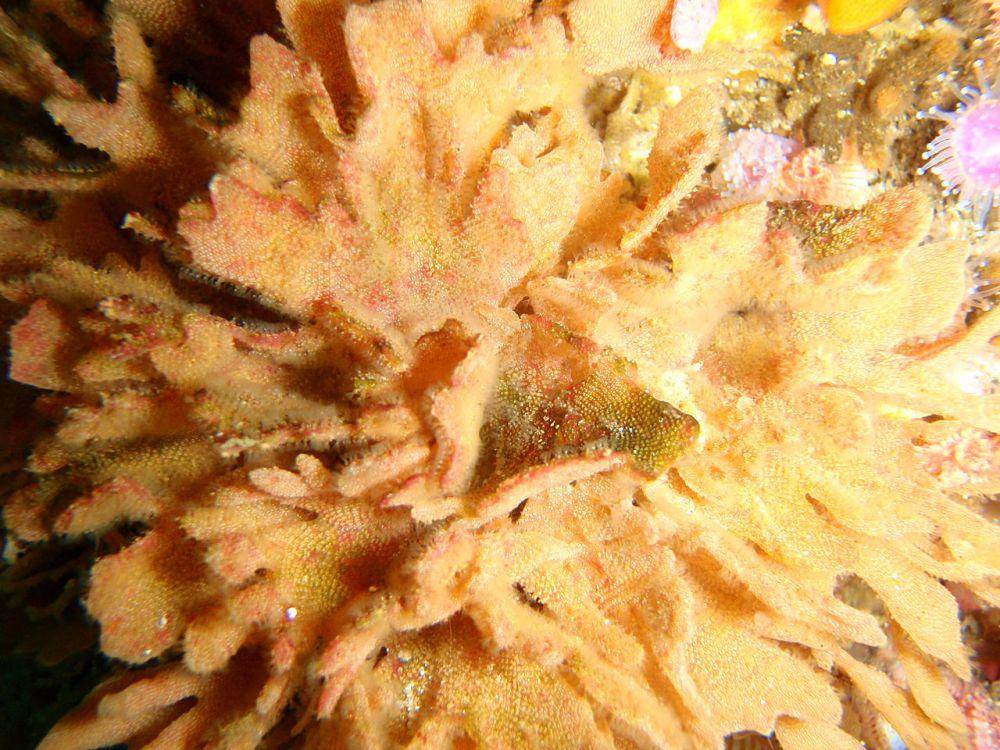 Bryozoa (commons.wikimedia.org/Peter Southwood)