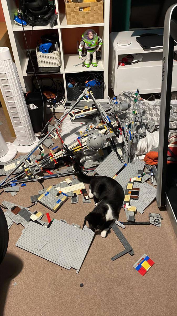 potret tingkah ngeselin kucing merusak LEGO (reddit.com/user/Little-Outcome2599)