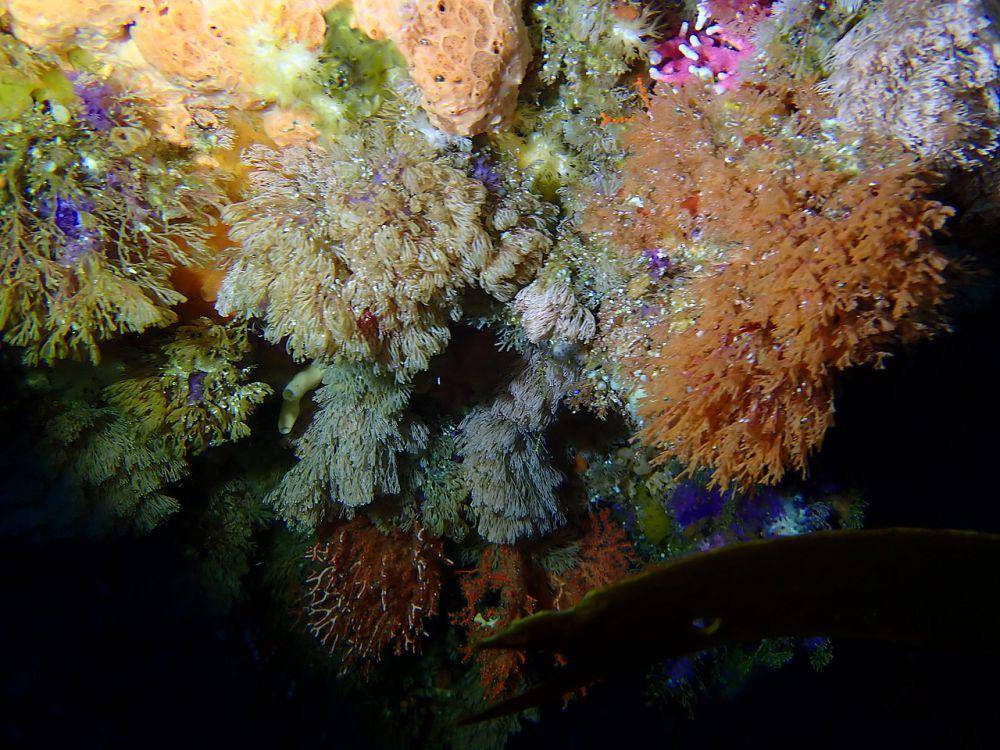 Bryozoa (commons.wikimedia.org/Peter Southwood)