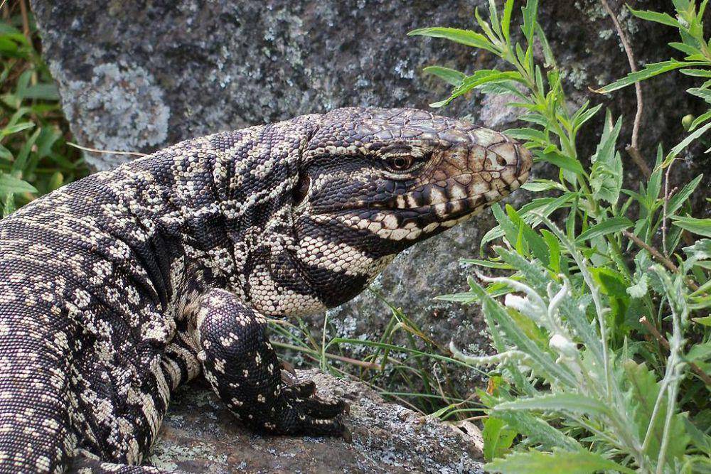 kadal Argentine black and white tegu di habitat aslinya (commons.wikimedia.org/Biologicaotero)