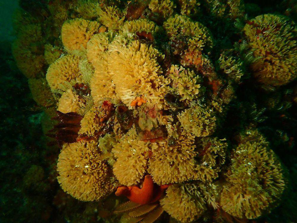 Bryozoa (commons.wikimedia.org/Peter Southwood)