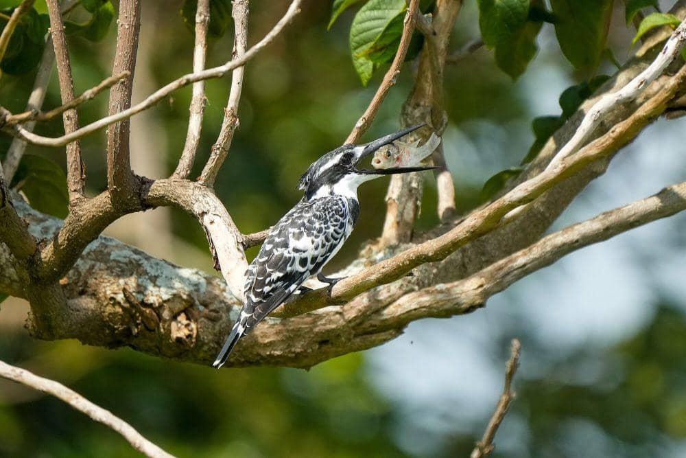 Pied kingfisher (commons.m.wikimedia.org/Giles Laurent)