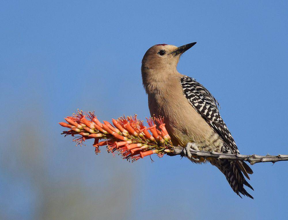 Gila woodpecker (commons.m.wikimedia.org/Andy Reago and Chrissy McClarren)