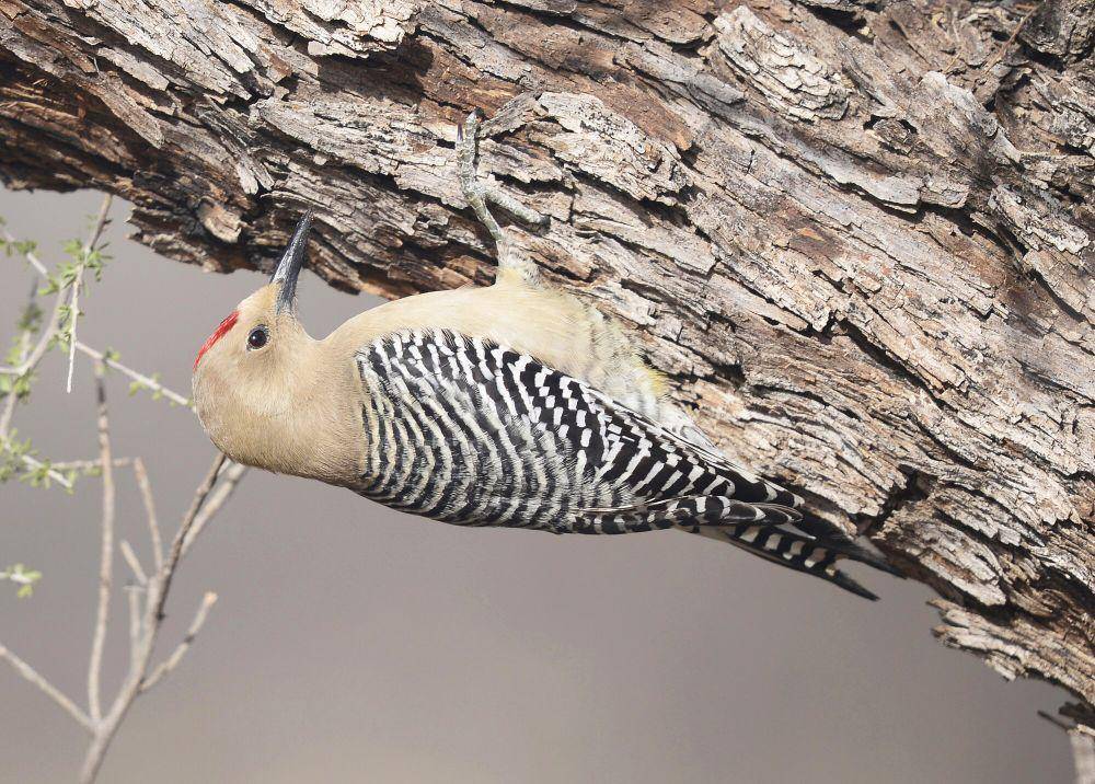Gila woodpecker (commons.m.wikimedia.org/Vickie J Anderson)