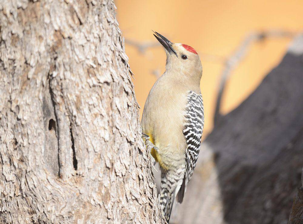 Gila woodpecker (commons.m.wikimedia.org/Vickie J Anderson)
