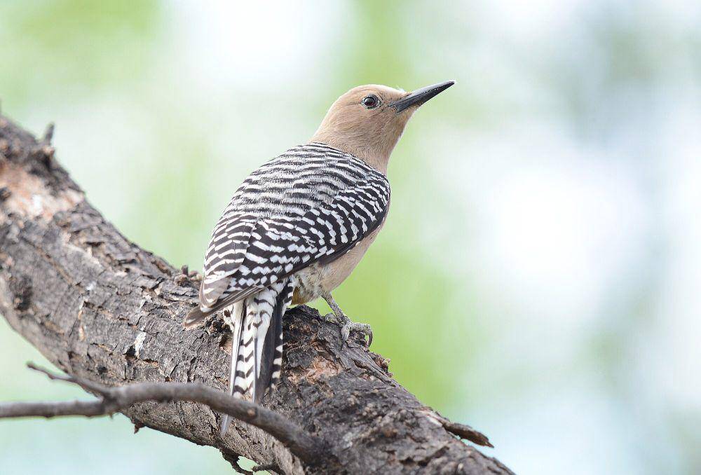 Gila woodpecker (commons.m.wikimedia.org/Vickie J Anderson)