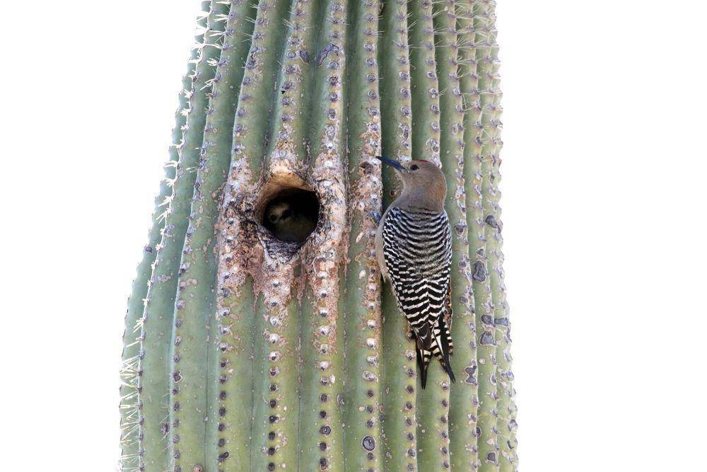 Gila woodpecker (commons.m.wikimedia.org/Gary L. Clark)