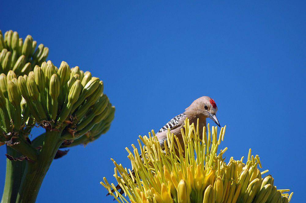 Gila woodpecker (commons.m.wikimedia.org/Ken Bosma)