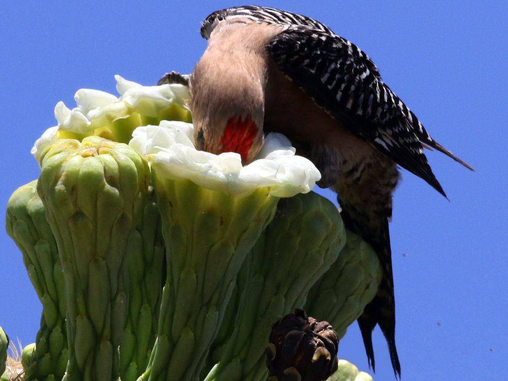 Gila woodpecker (commons.m.wikimedia.org/Peterwchen)