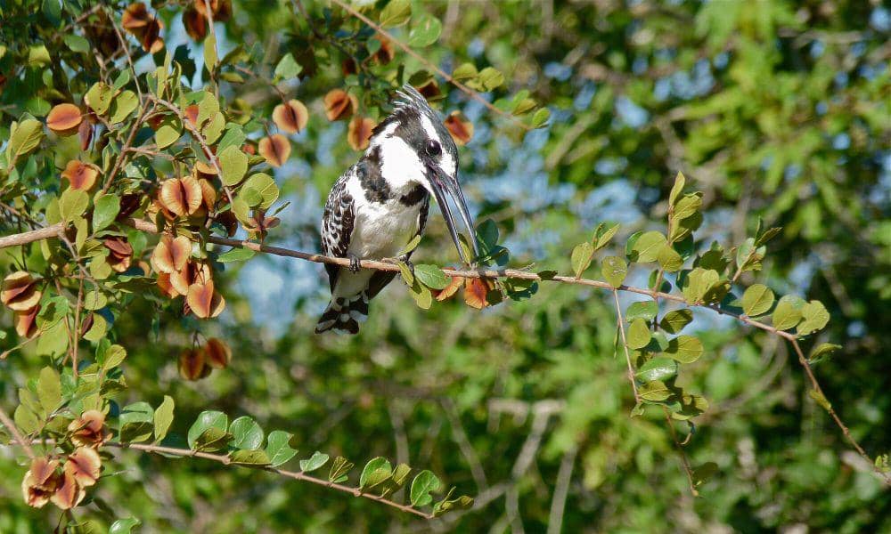 Pied kingfisher (commons.m.wikimedia.org/Bernard Dupont)