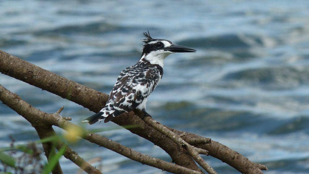 Pied kingfisher (commons.m.wikimedia.org/Bernard Dupont)