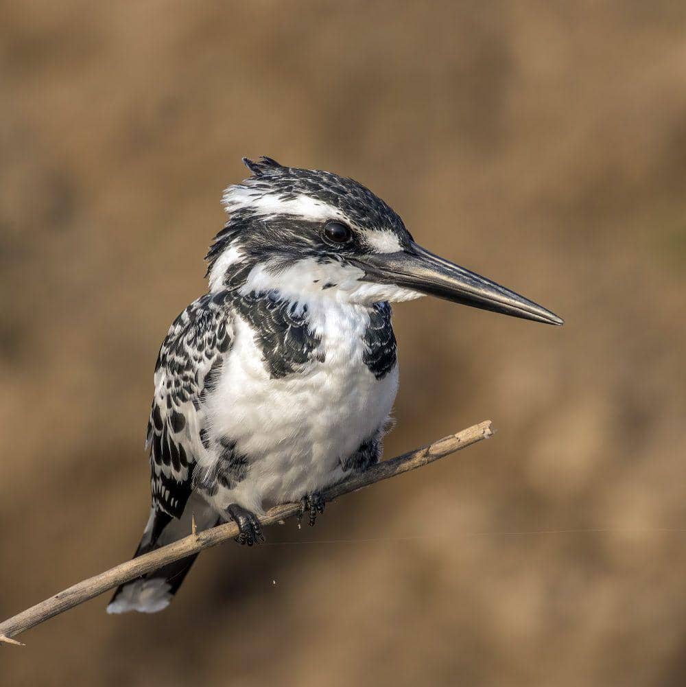 Pied kingfisher (commons.m.wikimedia.org/Charles J. Sharp)