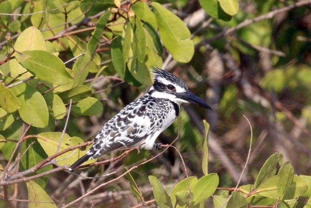 Pied kingfisher (commons.m.wikimedia.org/Charles J. Sharp)