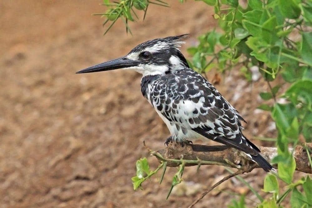 6 Fakta Unik Pied Kingfisher, Penglihatan Bawah Airnya Sangat Baik!