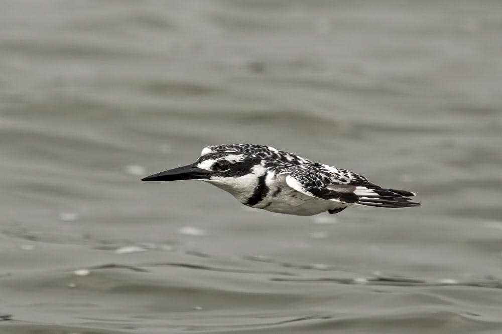 Pied kingfisher (commons.m.wikimedia.org/Charles J. Sharp)