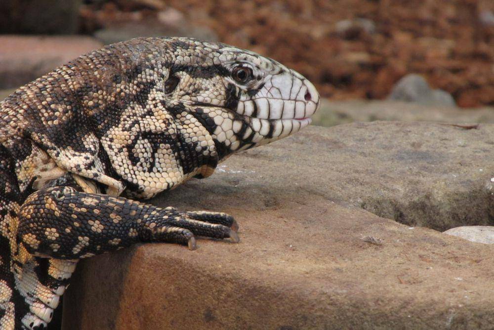 kadal Argentine black and white tegu di kebun binatang (commons.wikimedia.org/Donar Reiskoffer)