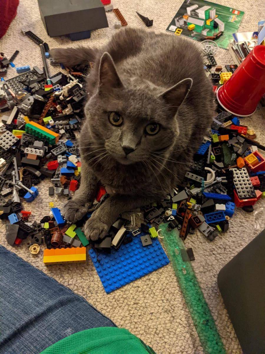potret tingkah ngeselin kucing merusak LEGO (reddit.com/user/fade1979)