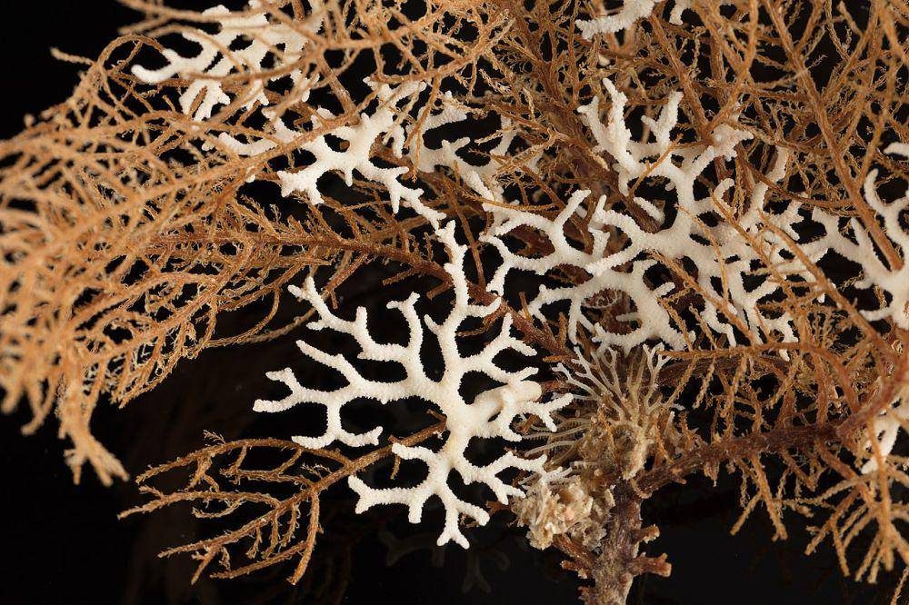 Bryozoa (commons.wikimedia.org/Auckland Museum Collections)