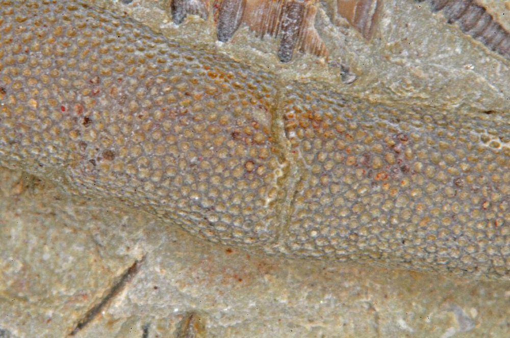 Bryozoa (commons.wikimedia.org/Parent Géry)