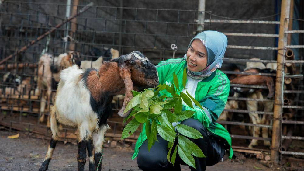Grab Indonesia dan OVO akan berkurban empat ekor sapi limosin dan puluhan ekor kambing di Hari Idul Adha 1445 Hijriyah, Senin (17/6/2024). (dok. Grab)