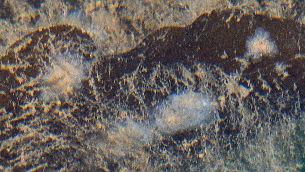 Bryozoa (commons.wikimedia.org/Ryan Hodnett)