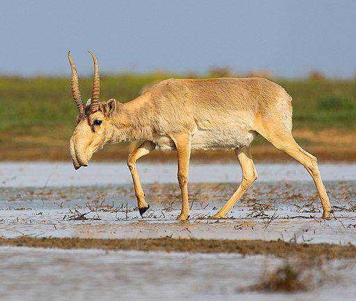 antelop saiga (Commons.wikimedia.org/ Andrey Giljov)