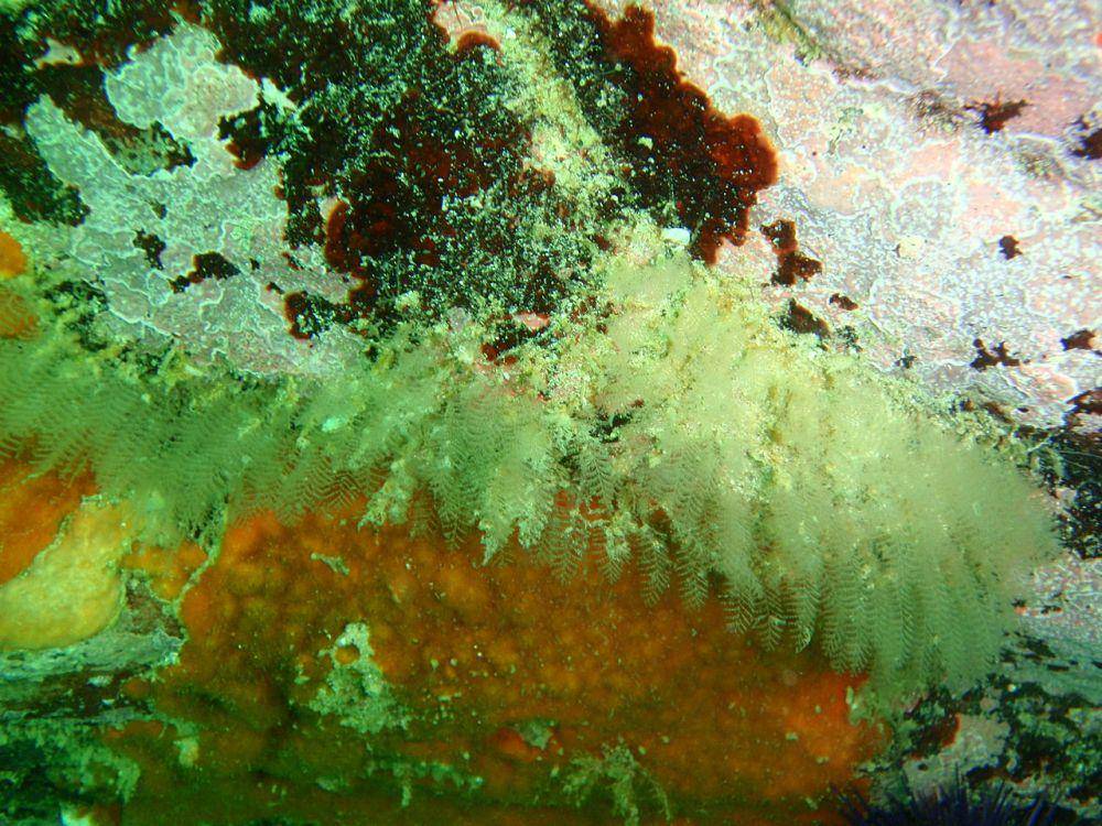 Bryozoa dan hydroid (commons.wikimedia.org/Peter Southwood)