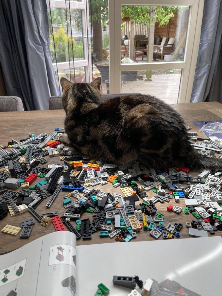 potret tingkah ngeselin kucing merusak LEGO (reddit.com/user/BlaauwtjeGelopen)