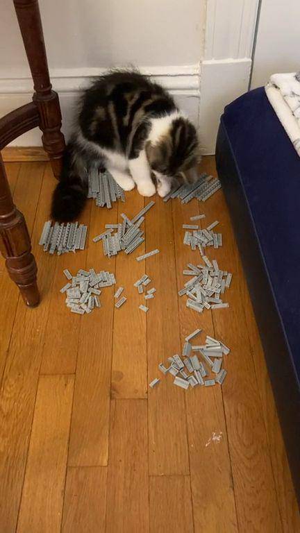 potret tingkah ngeselin kucing merusak LEGO (reddit.com/user/SteveThePigeon)
