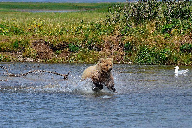 potret beruang yang sedang mengejar mangsa (commons.wikimedia.org/K. Mueller, USFWS)