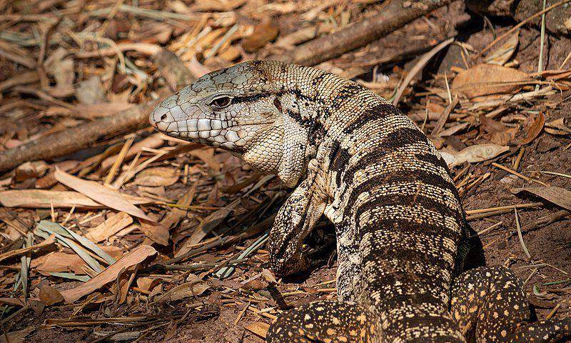 kadal Argentine black and white tegu di habitat aslinya (commons.wikimedia.org/Burle Beline)