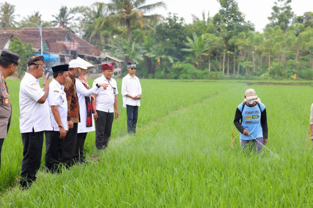 Beras Organik Banyuwangi Tersedia di 18.000 Supermarket se-Indonesia