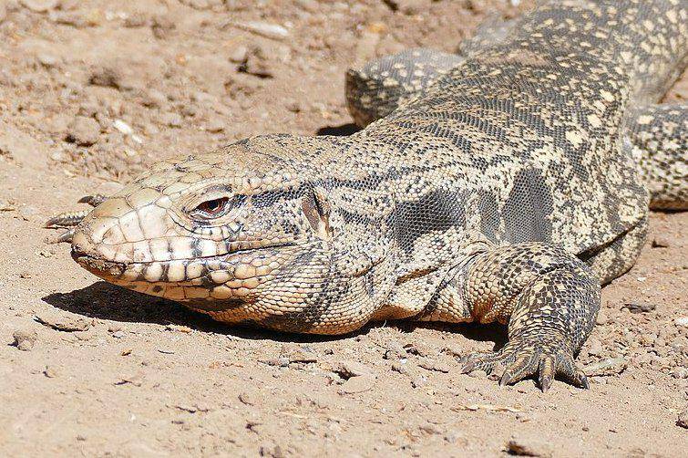 kadal Argentine black and white tegu betina (commons.wikimedia.org/Bernard DUPONT)