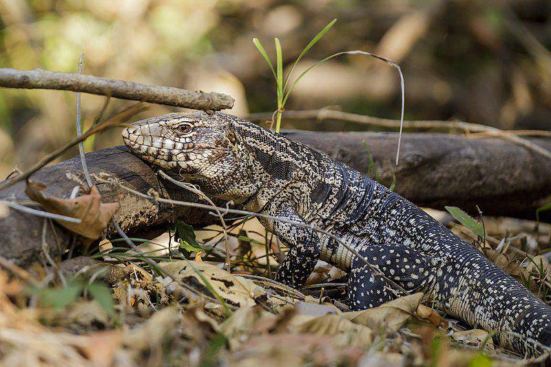 kadal Argentine black and white tegu di habitat aslinya (commons.wikimedia.org/Thomas Fuhrmann)