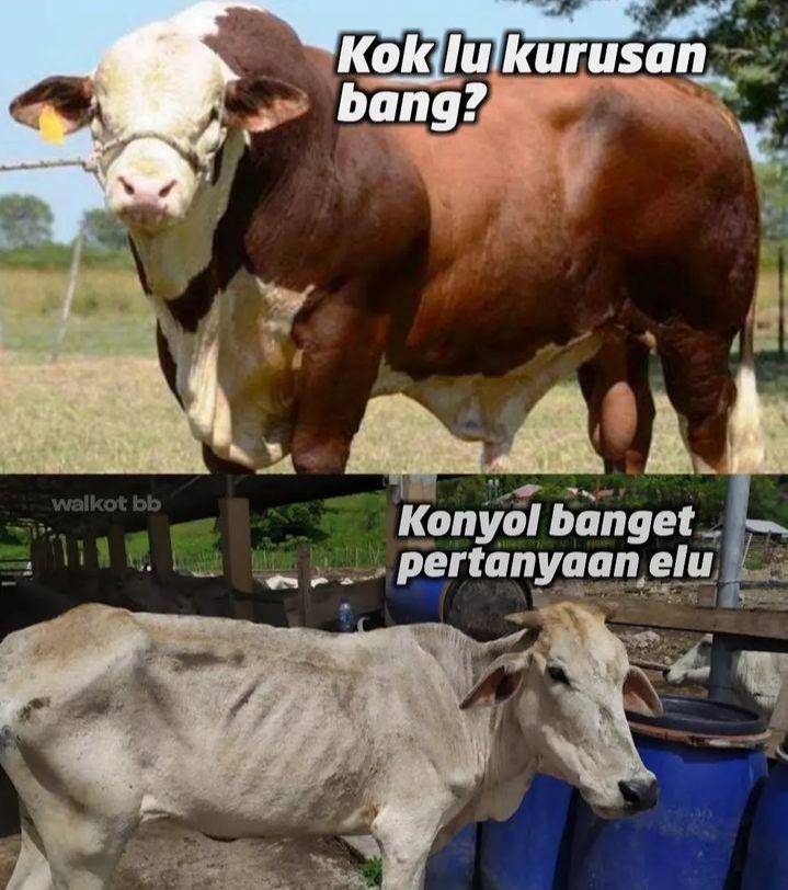 meme sapi (instagram.com/walikota_bikini_bottom_)