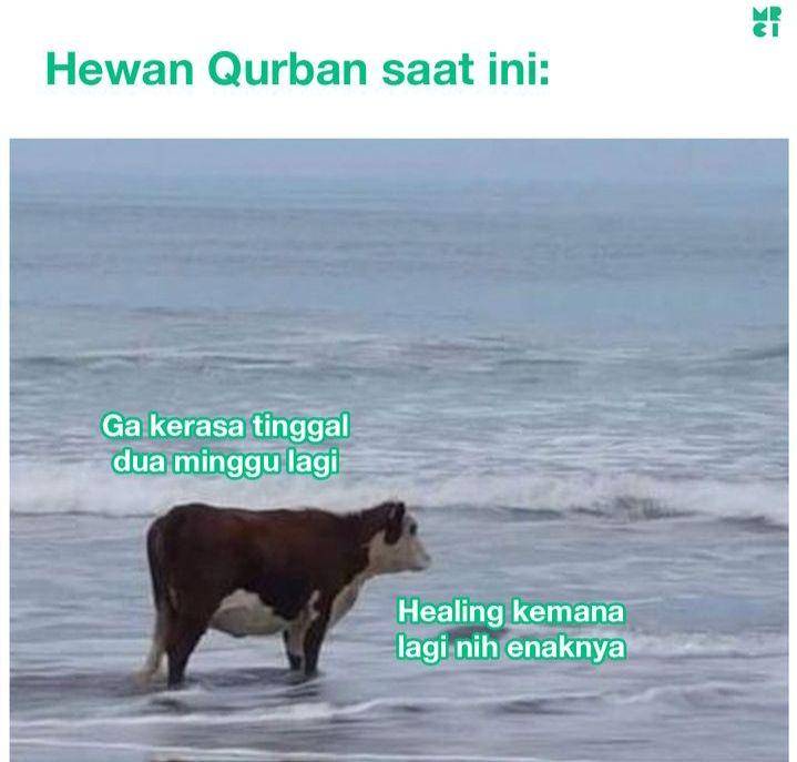 meme sapi (instagram.com/mrci.id)