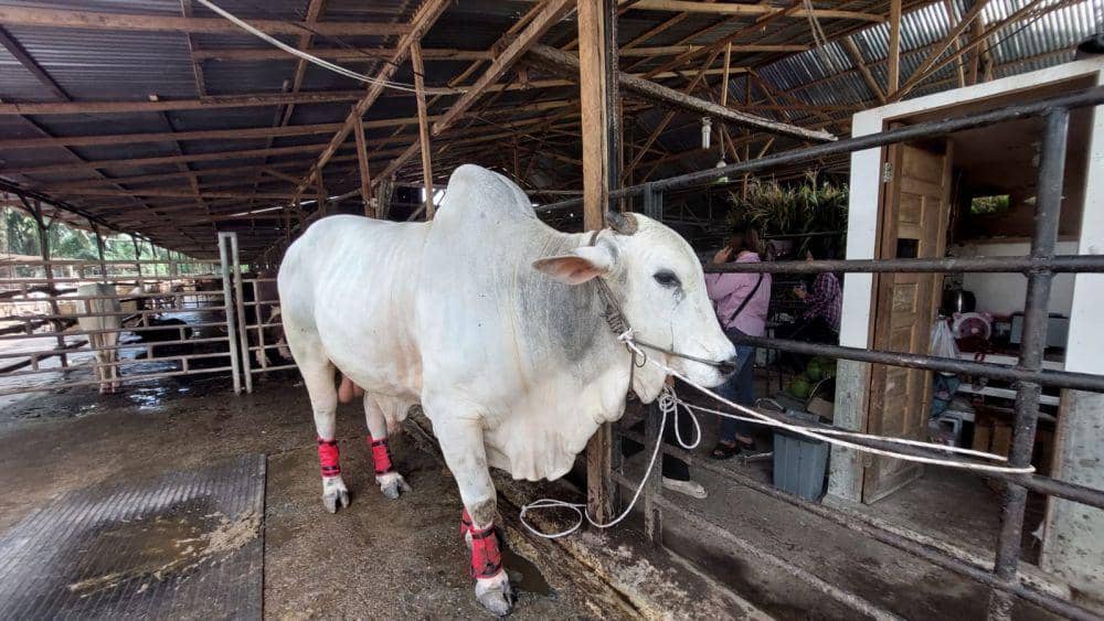 Salah Satu Sapi Kurban Presiden Jokowi Dibeli dari Binjai
