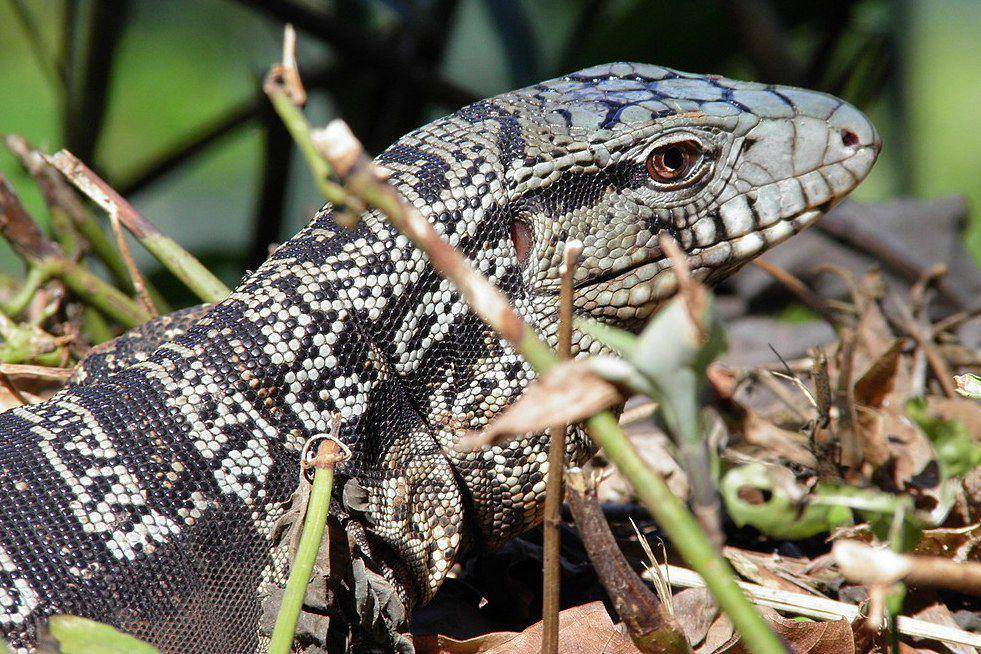 tampak dekat kadal Argentine black and white tegu (commons.wikimedia.org/De Acuyo)