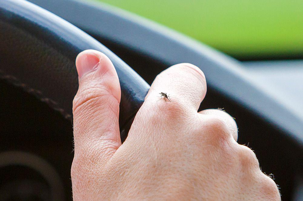 5 Cara Ampuh Mengusir Nyamuk di Dalam Mobil