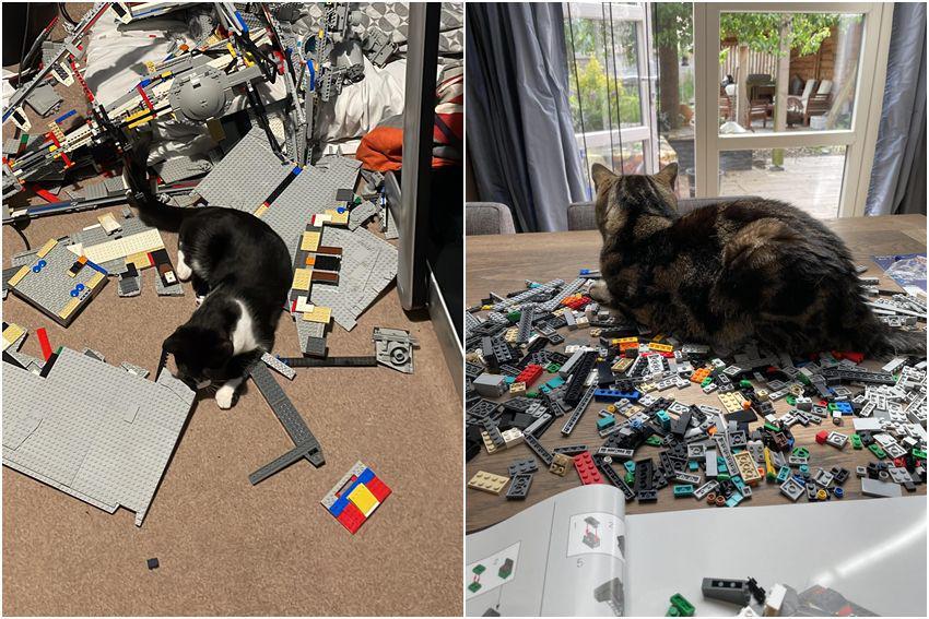 8 Tingkah Ngeselin Kucing Merusak LEGO, Hancur Berantakan!
