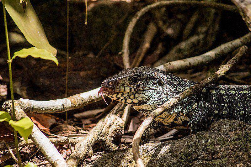 Kadal Argentine black and white tegu menjulurkan lidah bercabangnya. (commons.wikimedia.org/João D'Andretta)