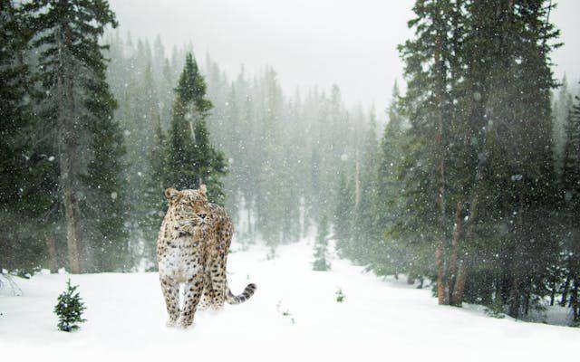 macan tutul salju (Pexels/ Pixabay)
