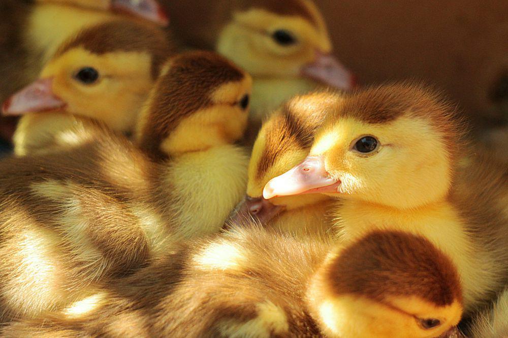 Kasus Flu Burung Ditemukan di Peternakan Bebek Australia