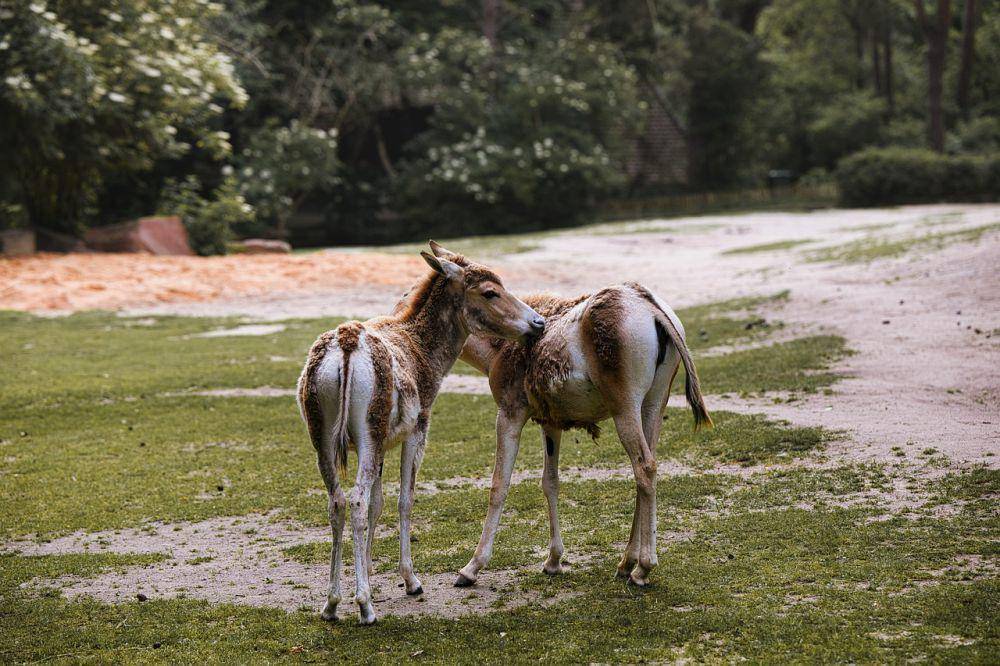 kulan (Pixabay/ Armin Foster)