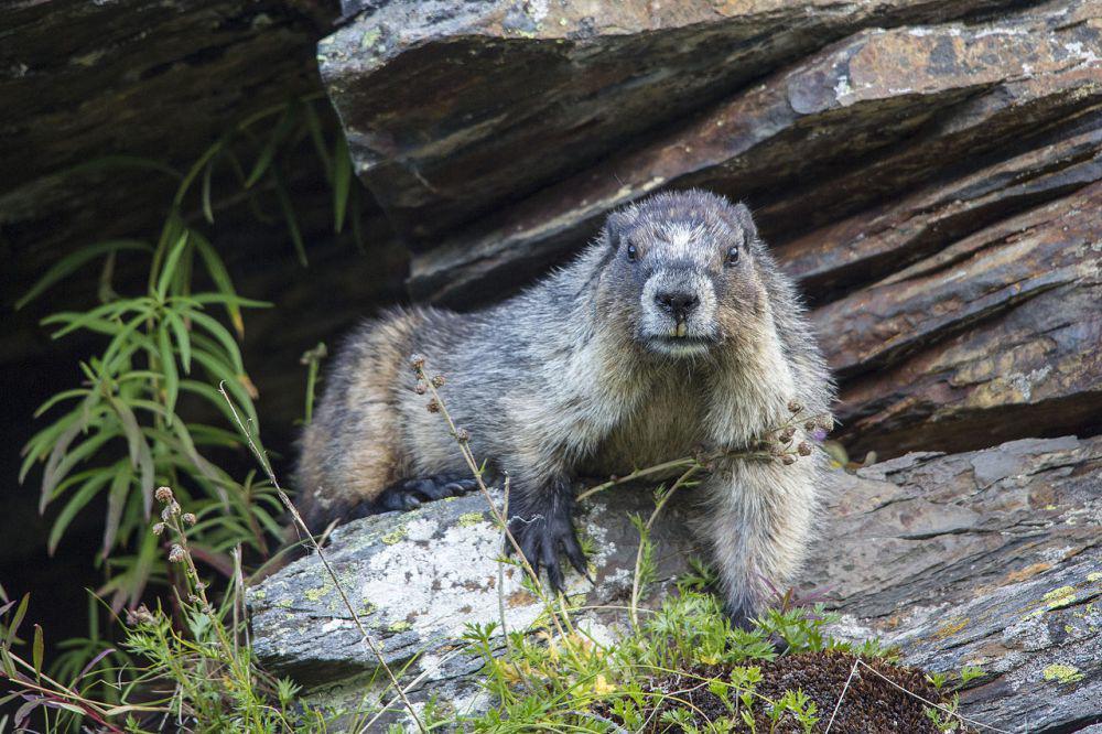5	Fakta Marmot Tua, Mengalami Mati Suri Ketika Musim Dingin