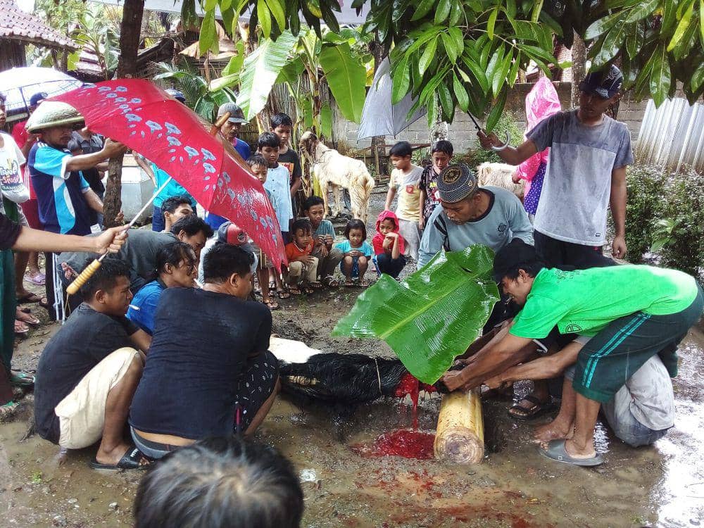 Proses merebahkan hewan kurban dan penyembelihan 